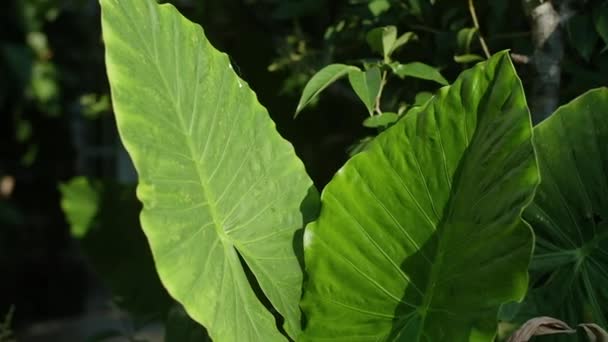 Fresh Green Closeup de planta gigante no dia ensolarado — Vídeo de Stock