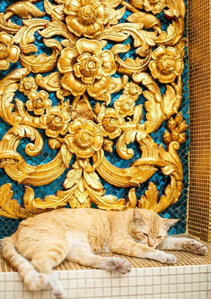 Gato adormecido no museu — Fotografia de Stock