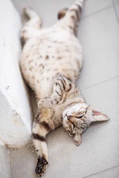 Álmos macska az emeleten — Stock Fotó