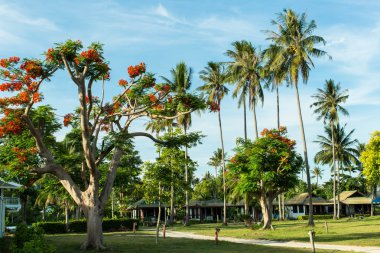 Lale ağacı Tayland
