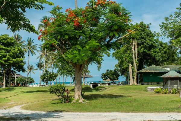 Lale ağacı Tayland — Stok fotoğraf