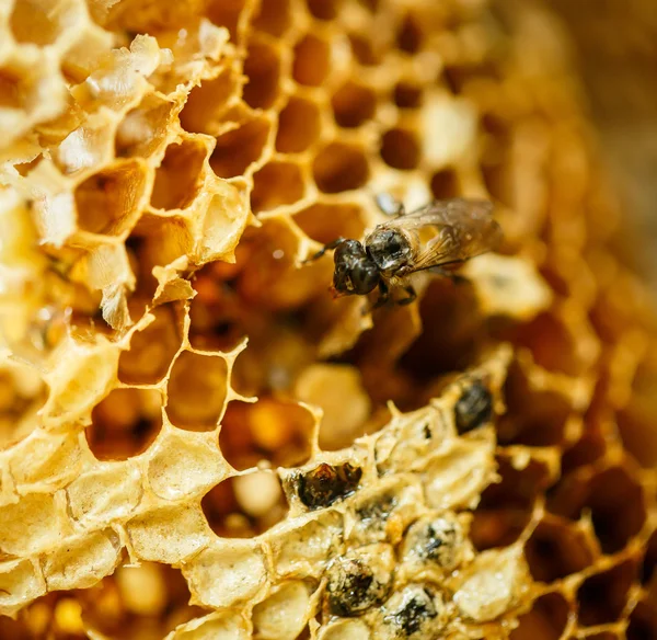 bir arı kovanına petek arı