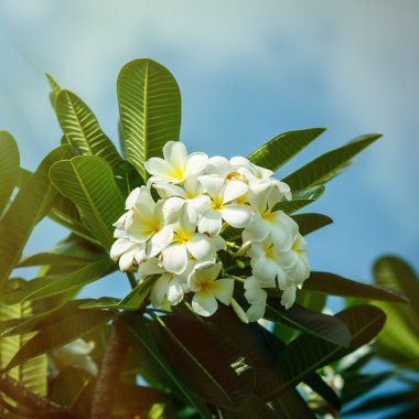 Frangipani gökyüzüne karşı