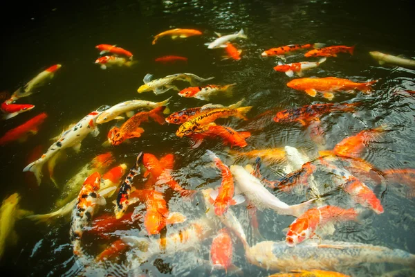 Grandi pesci rossi nello stagno — Foto Stock