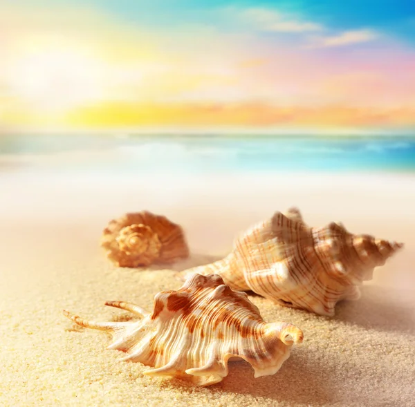 在沙滩上的贝壳 — 图库照片