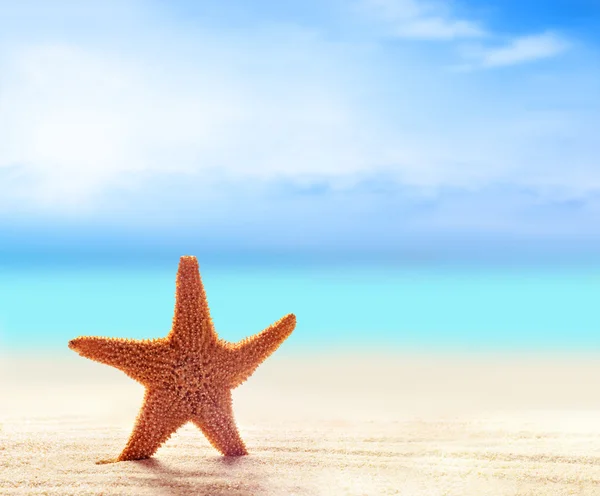 Estrella de mar en la playa de arena — Foto de Stock