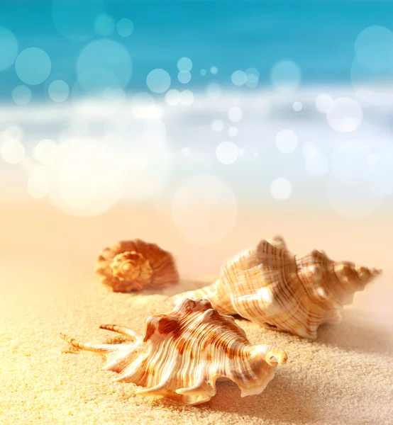 Seashells on the sandy beach — Stock Photo, Image
