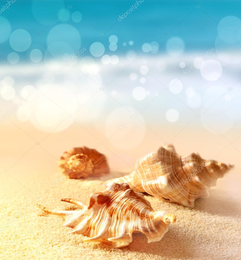  seashells on the sandy beach 