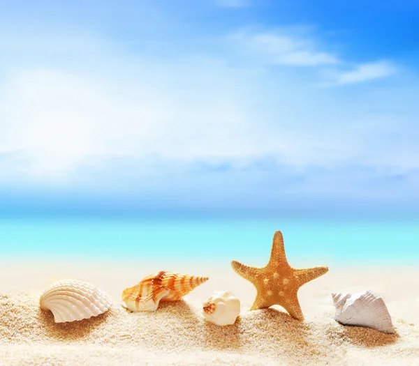 Conchas marinas y estrellas de mar en la playa de arena — Foto de Stock