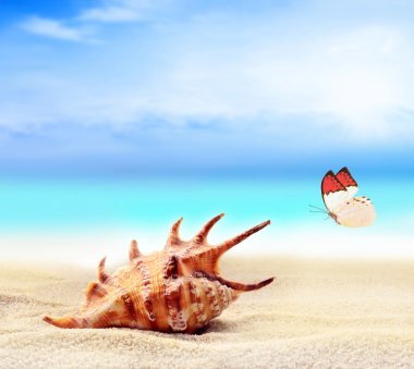 Yaz plaj. Kelebek ve deniz kabuğu