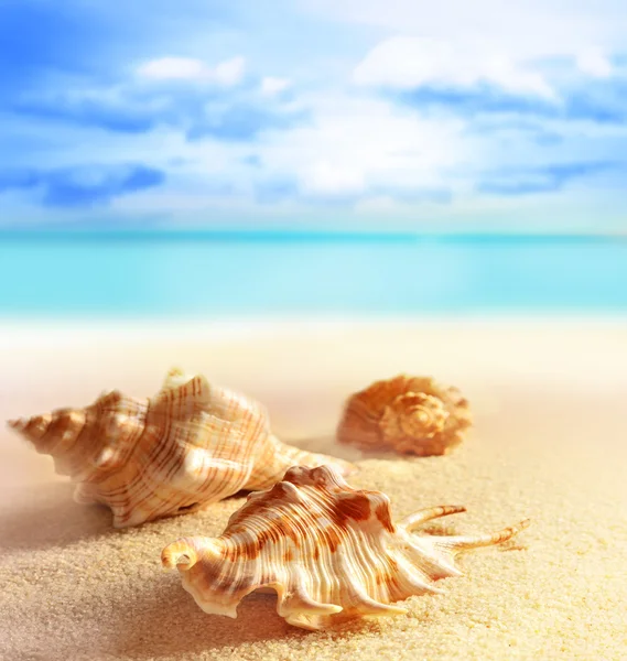 Seashells on the sandy beach — Stock Photo, Image