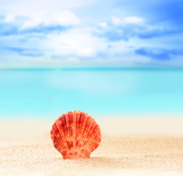 Seashell on the sandy beach — Stock Photo, Image