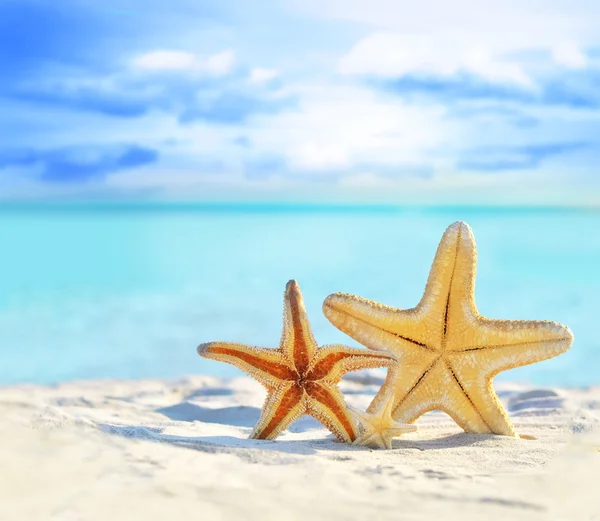 Étoile de mer sur la plage de sable — Photo