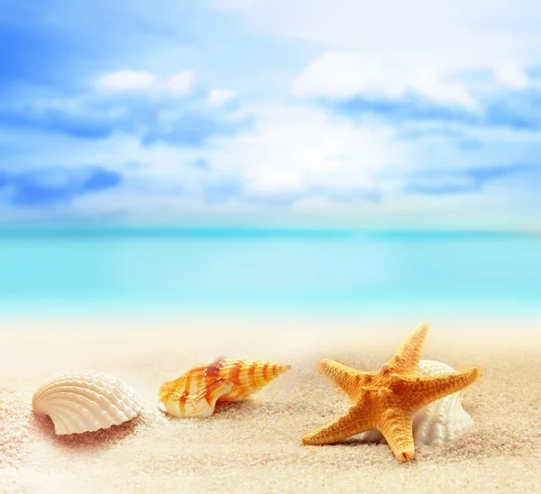 Conchas e estrelas do mar na praia de areia — Fotografia de Stock