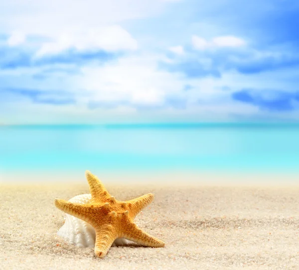 Seashell and starfish on the sandy beach — Stock Photo, Image