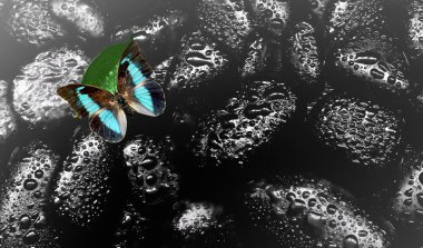 Yaprak ve siyah taşlar ile kelebek. Spa konsept.