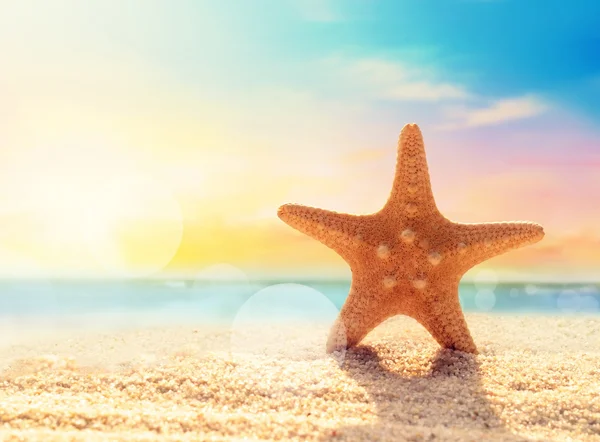 Estrella de mar en la playa de arena — Foto de Stock