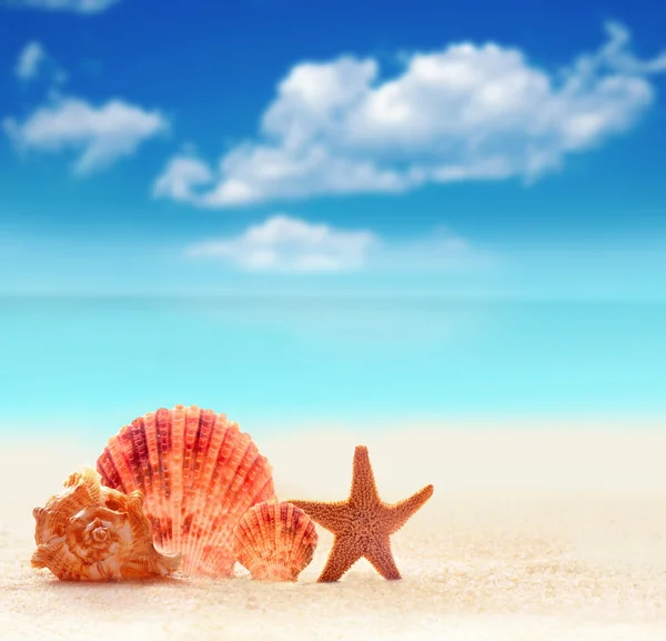 Seashell and starfish on a sandy beach. Stock Picture