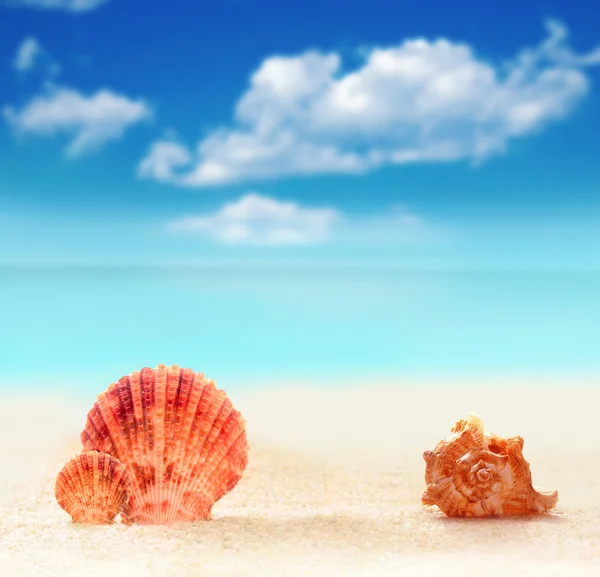 砂浜で貝殻を見つけ. — ストック写真