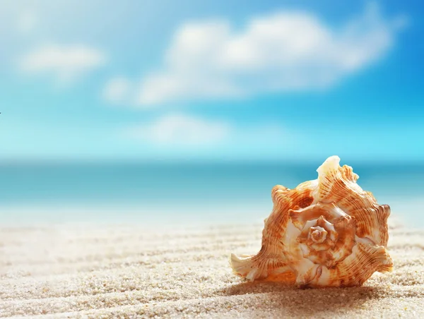 Concha em uma praia de areia. — Fotografia de Stock