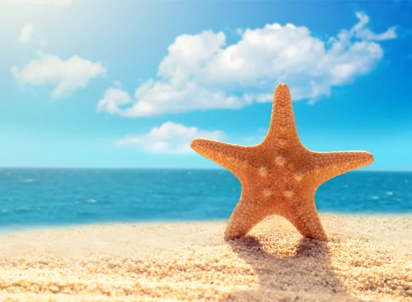 沙滩上的海星 — 图库照片