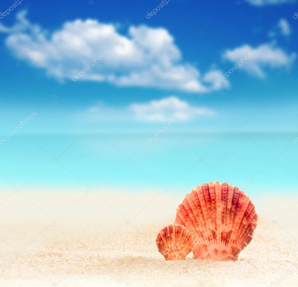  Seashell on a sandy beach. 