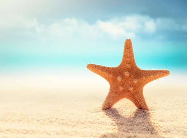 Starfish on the sandy beach — Stock Photo, Image