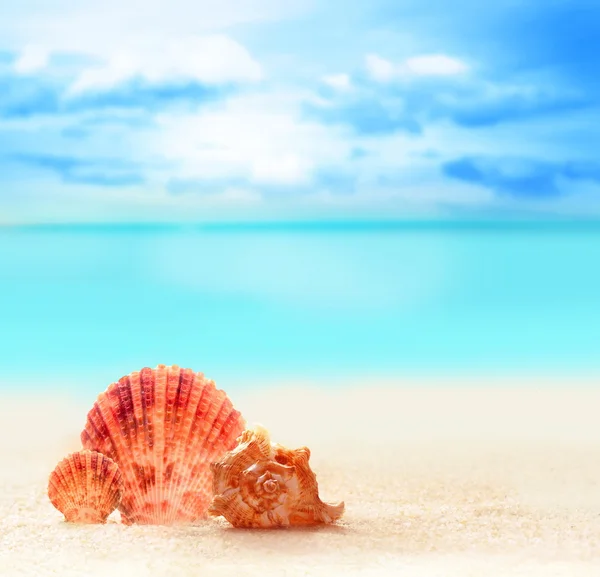 Concha em uma praia de areia. — Fotografia de Stock