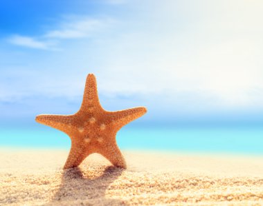 Kumsaldaki deniz yıldızı
