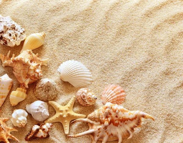 Conchas marinas con arena como fondo — Foto de Stock