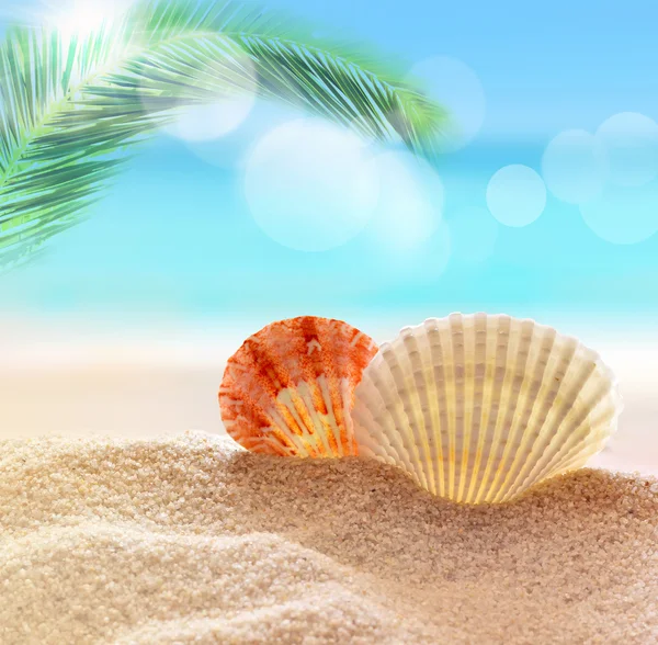Seahell op het strand — Stockfoto