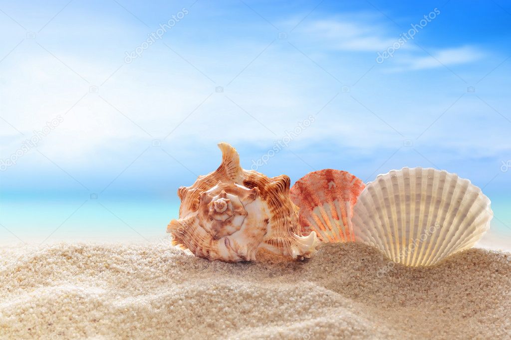 Seahell on the beach