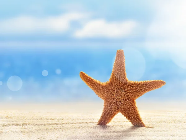 Étoile de mer sur la plage de sable — Photo