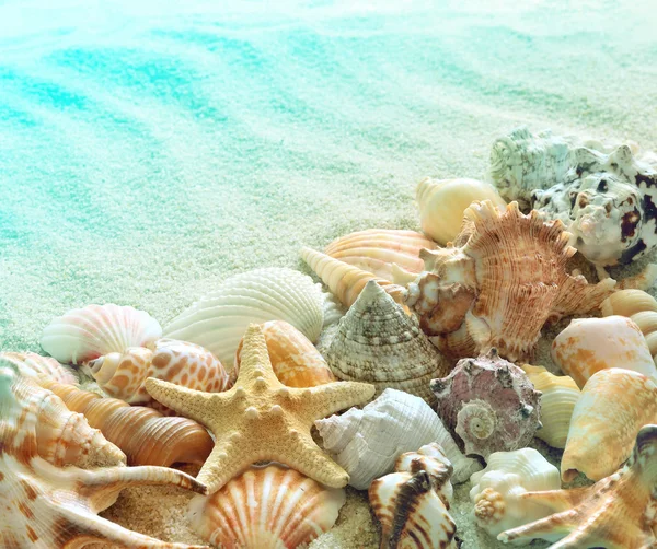 Schelpen op het strand van de zomer met zand — Stockfoto