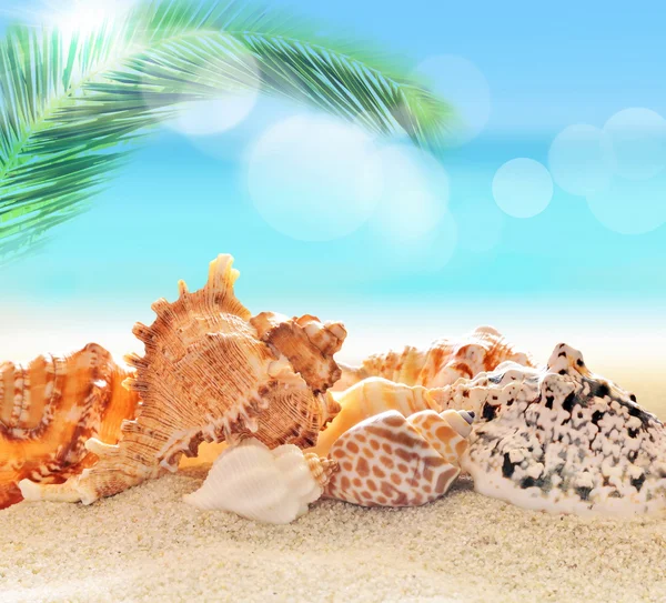 Kagyló a homokos tengerparton — Stock Fotó