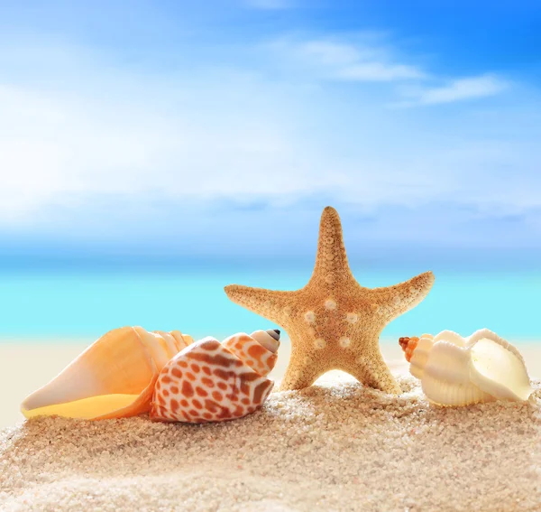 Tengeri kagylókból, homok a nyári strandon — Stock Fotó
