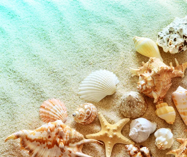 Schelpen op het strand van de zomer met zand — Stockfoto