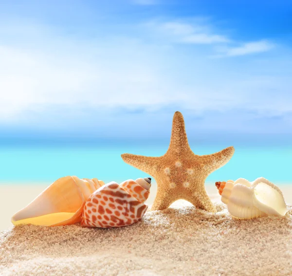 Seashells on the summer beach with sand Stock Picture