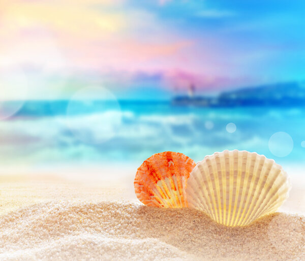 seashell on the sandy beach 