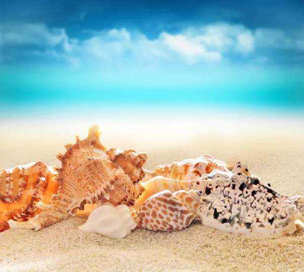 Conchiglia sulla spiaggia di sabbia — Foto Stock