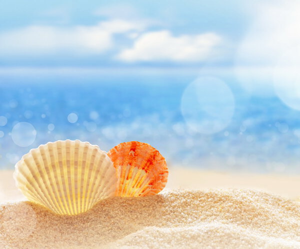  seashell on the sandy beach 