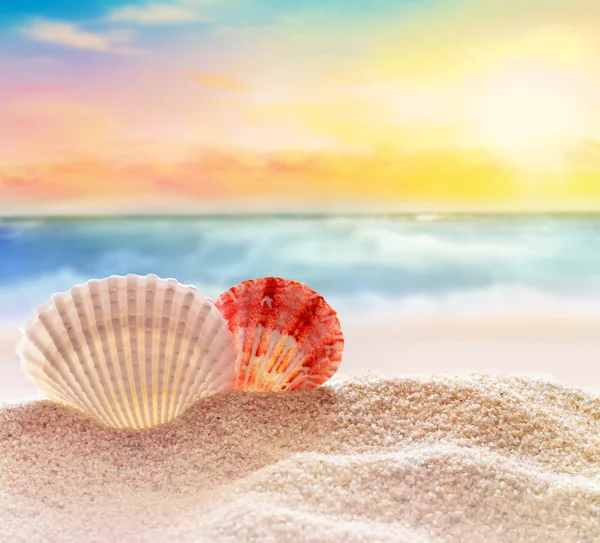 Seashell on the sandy beach — Stock Photo, Image