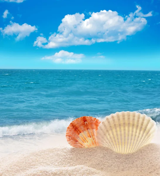 Schelpen op het zandstrand — Stockfoto