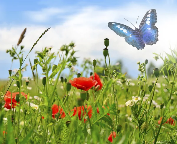美丽的蝴蝶与鲜花 — 图库照片