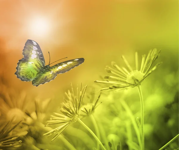 Beautiful butterfly and flowers — Stock Photo, Image