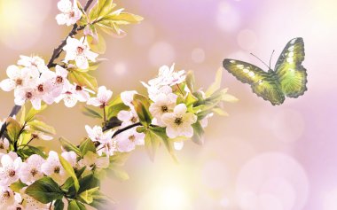 güzel kelebek ve çiçek