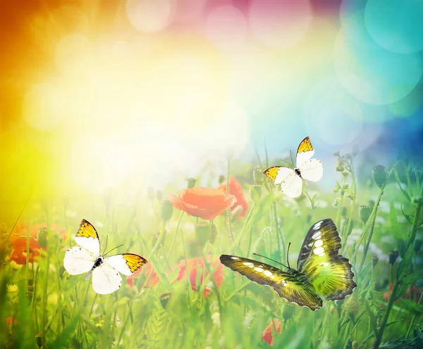 Beautiful landscape with colorful butterfly — Stock Photo, Image