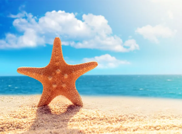 Big starfish on the beach — Stock Photo, Image