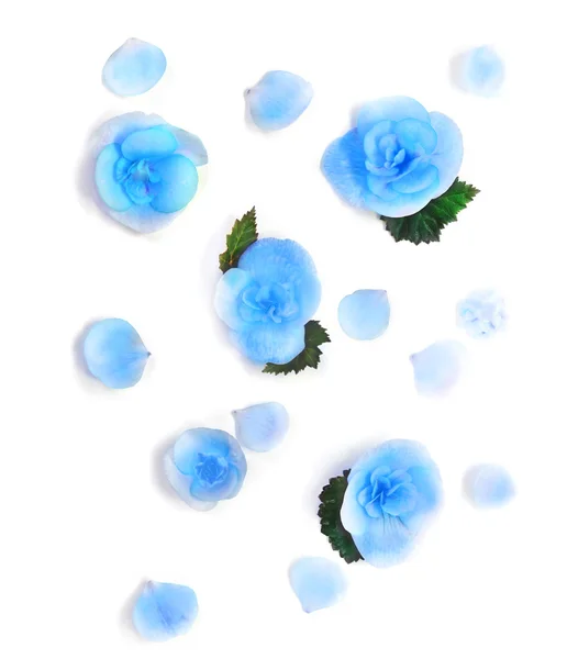 Various Blue Flowers Isolated on White Background — Stock Photo, Image