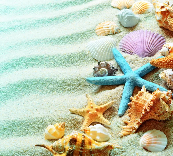 Strandsand med skall og sjøstjerner – stockfoto